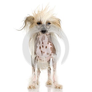 Chinese Crested Dog - Hairless