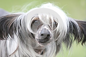 Chinese crested dog Hairless dog