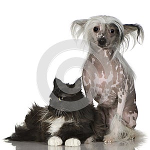 Chinese Crested Dog - Hairless and maine coon