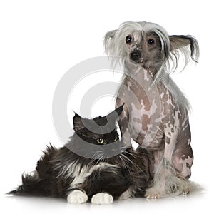 Chinese Crested Dog - Hairless and maine coon