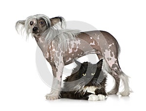 Chinese Crested Dog - Hairless and maine coon