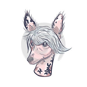 Chinese crested dog hand drawn vector sketch