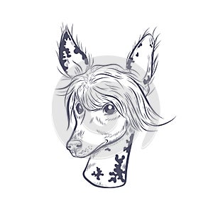 Chinese crested dog hand drawn vector sketch