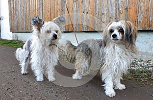 Chinese crested dog on a leash