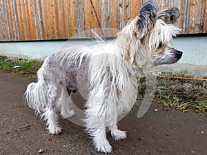 Chinese crested dog on a leash
