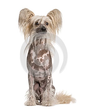 Chinese Crested Dog looking away, isolated on white