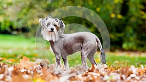 Chinese Crested Dog looking backwards over shoulder in autumn fall leaves