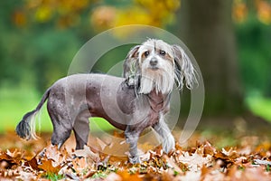 Chinese Crested Dog looking at the camera in autumn fall leaves