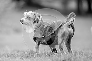 Chinese Crested Dog looking to the side from behind