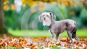 Chinese Crested Dog looking up in autumn fall leaves