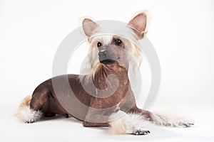 Chinese Crested Dog male