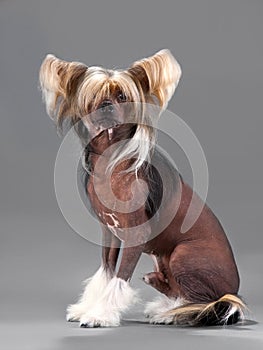 Chinese Crested Dog male