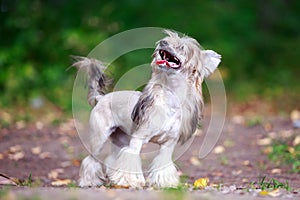 Chinese crested dog