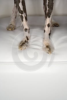 Chinese Crested dog paws.