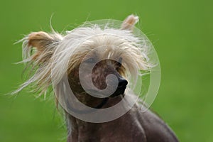 Chinese Crested Dog-portrait
