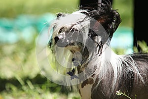 Chinese Crested Dog portrait photo