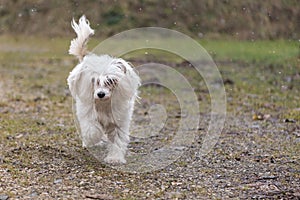 Chinese crested dog powder puff is running alone in winter