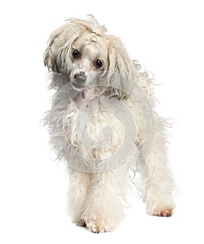 Chinese Crested Dog - Powderpuff (1 year old)