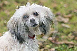 Chinese Crested Dog - Powderpuff