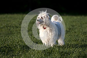 Chinese Crested Dog - Powderpuff