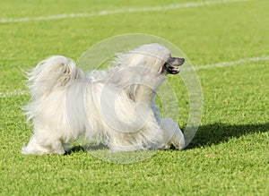 Chinese Crested dog (Powderpuff)