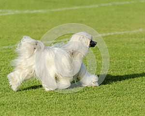 Chinese Crested dog (Powderpuff)