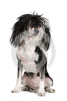 Chinese Crested Dog - Powderpuff (4 years)