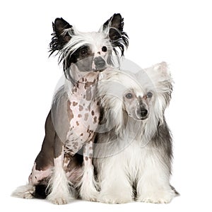 Chinese Crested Dog - Powderpuff photo