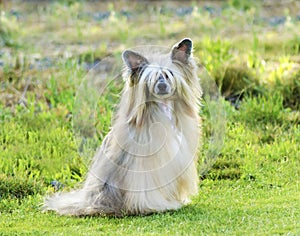 Chinese Crested dog (Powderpuff)