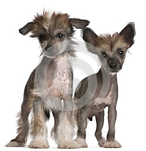 Chinese Crested Dog puppies, 2 months old