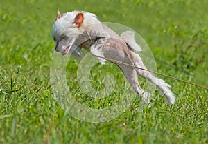 Chinese crested dog puppy