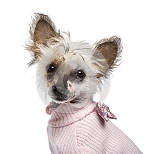 Chinese Crested Dog puppy, 4 months old