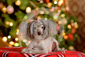 Chinese crested dog puppy lying