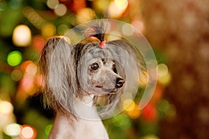 Chinese crested dog puppy in profile