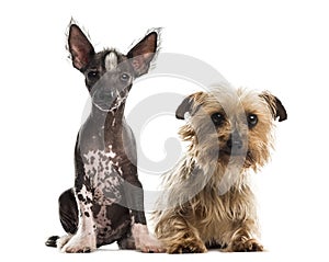 Chinese crested dog puppy and yorkshire terrier sitting