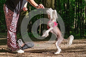 Chinese crested dog is rewarded for following the command