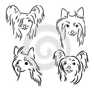 Chinese crested dog set, vector sketch chinese crested vector