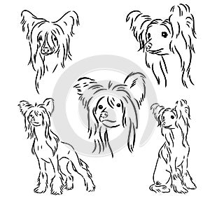 Chinese crested dog set, vector sketch chinese crested vector
