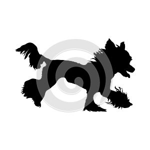 Chinese Crested Dog Silhouette Vector Found In Map Of Asia