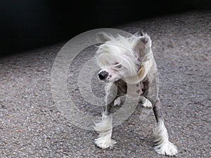 Chinese crested dog standing