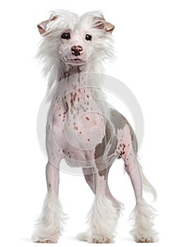 Chinese Crested dog, standing