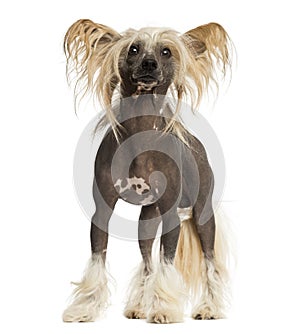 Chinese Crested Dog, standing, 3 years old, isolated