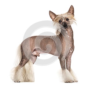 Chinese crested dog standing