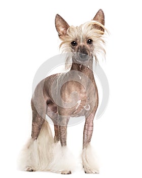 Chinese crested dog standing