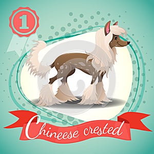 Chinese Crested Dog standing.