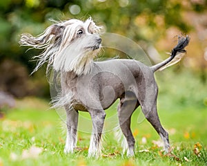 Chinese Crested Dog standing in the countryside looking across the side with hair blowing in the wind and tail up