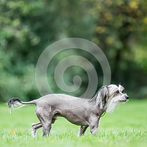 Chinese Crested Dog standing in a field looking to the side