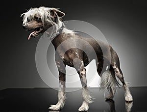 Chinese crested dog standing in gray background