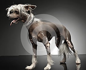 Chinese crested dog standing in gray background
