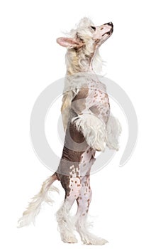 Chinese Crested dog standing on hind legs and looking up against